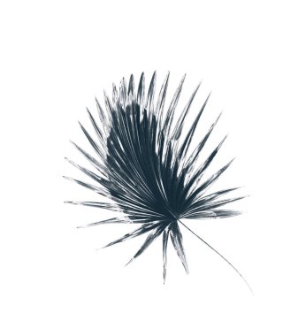 Palmiye ağacının yeşil yaprağı