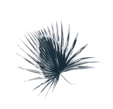 Palmiye ağacının yeşil yaprağı