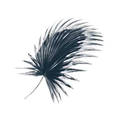 Palmiye ağacının yeşil yaprağı