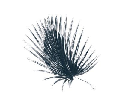 Palmiye ağacının yeşil yaprağı