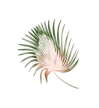 Palmiye ağacının yeşil yaprağı