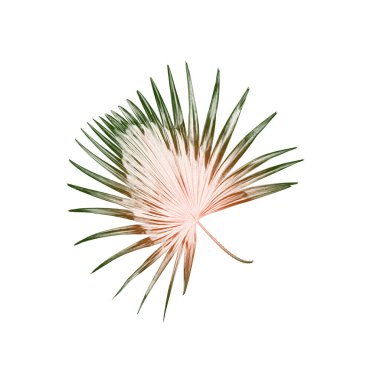 Palmiye ağacının yeşil yaprağı