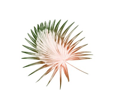 Palmiye ağacının yeşil yaprağı