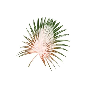 Beyaz arkaplanda yeşil palmiye yaprakları