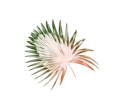 Beyaz arkaplanda yeşil palmiye yaprakları