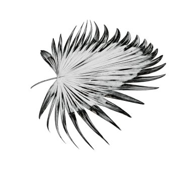 Beyaz arkaplanda yeşil palmiye yaprakları