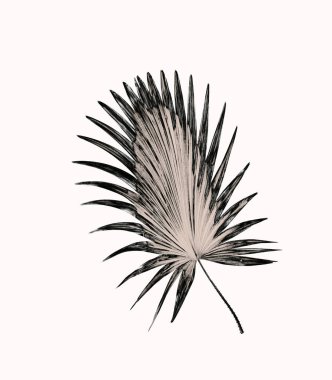 Palmiye ağacı arkaplan yaprağı