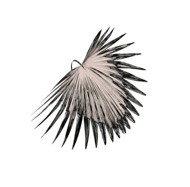 Palmiye ağacı arkaplan yaprağı