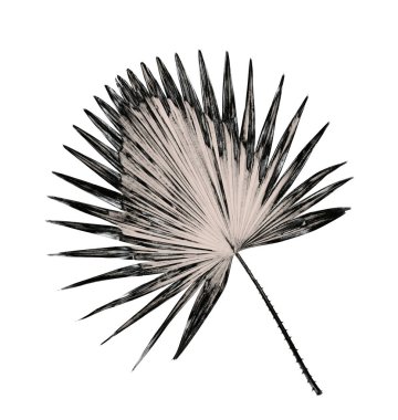 Palmiye ağacı arkaplan yaprağı