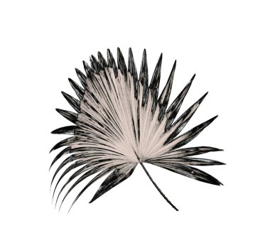 Palmiye ağacı arkaplan yaprağı