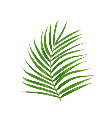 Beyaz arkaplanda izole edilmiş yeşil palmiye yaprakları