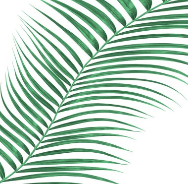 Beyaz arkaplanda izole edilmiş yeşil palmiye yaprakları