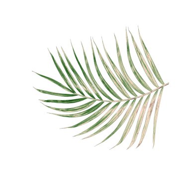 Beyaz arkaplanda izole edilmiş yeşil palmiye yaprakları