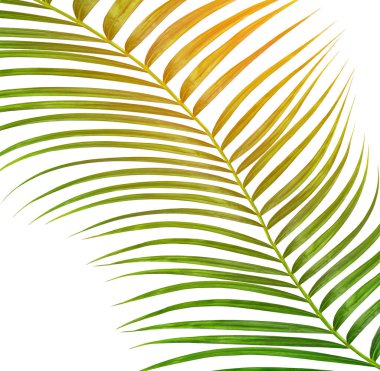 Beyaz arkaplanda izole edilmiş yeşil palmiye yaprakları