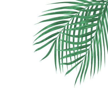 Beyaz arkaplanda izole edilmiş yeşil palmiye yaprakları