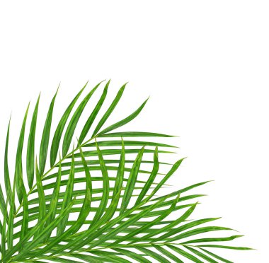Beyaz arkaplanda izole edilmiş yeşil palmiye yaprakları