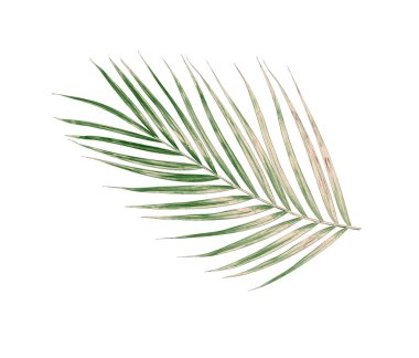 Beyaz arkaplanda izole edilmiş yeşil palmiye yaprakları