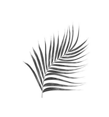 Beyaz arkaplanda palmiye yaprakları