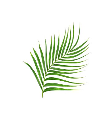Beyaz arkaplanda izole edilmiş yeşil palmiye yaprakları
