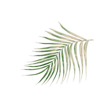 Beyaz arkaplanda izole edilmiş yeşil palmiye yaprakları