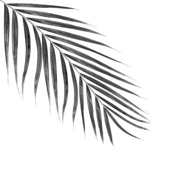 Beyaz arkaplanda palmiye yaprakları