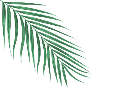 Beyaz arkaplanda izole edilmiş yeşil palmiye yaprakları