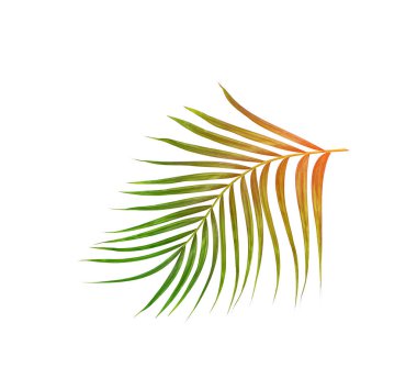 Beyaz arkaplanda izole edilmiş yeşil palmiye yaprakları