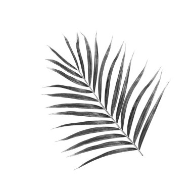 Beyaz arkaplanda palmiye yaprakları