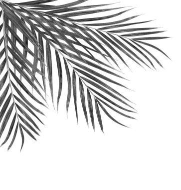 Beyaz arkaplanda palmiye yaprakları