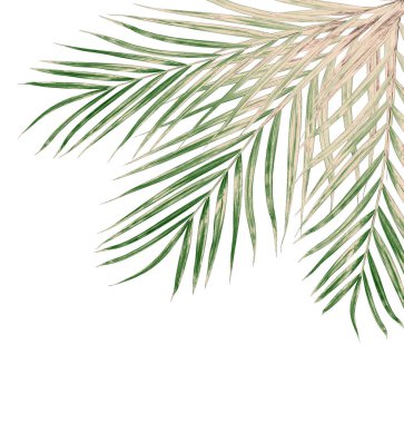 Beyaz arkaplanda izole edilmiş yeşil palmiye yaprakları