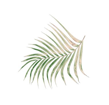 Beyaz arkaplanda izole edilmiş yeşil palmiye yaprakları