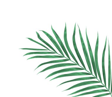 Beyaz arkaplanda izole edilmiş yeşil palmiye yaprakları