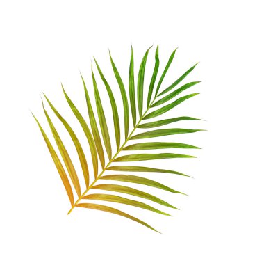 Beyaz arkaplanda izole edilmiş yeşil palmiye yaprakları