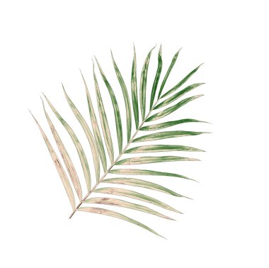 Beyaz arkaplanda izole edilmiş yeşil palmiye yaprakları