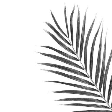 Beyaz arkaplanda palmiye yaprakları