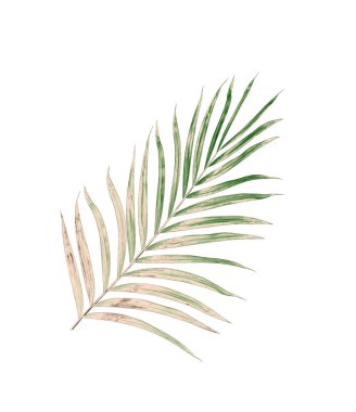 Beyaz arkaplanda izole edilmiş yeşil palmiye yaprakları