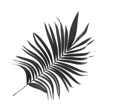 Beyaz arkaplanda palmiye yaprakları