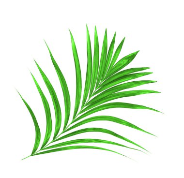 Beyaz arkaplanda yeşil palmiye yaprağı
