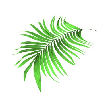 Palmiye ağacının yeşil yaprağı