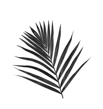 Beyaz arkaplanda palmiye yaprakları