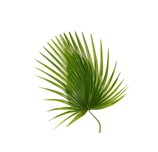 Зелений Лист Пальмового Дерева Фону — стокове фото