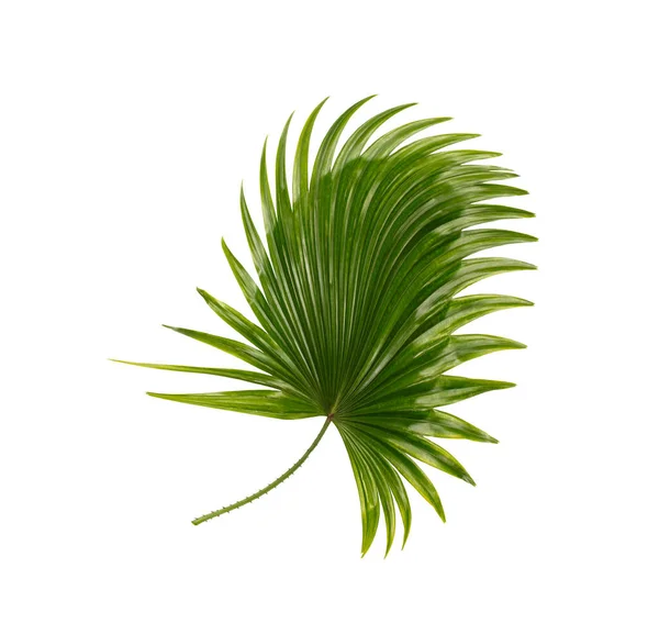 Green Leaf Palm Tree Background — Stock Photo, Image