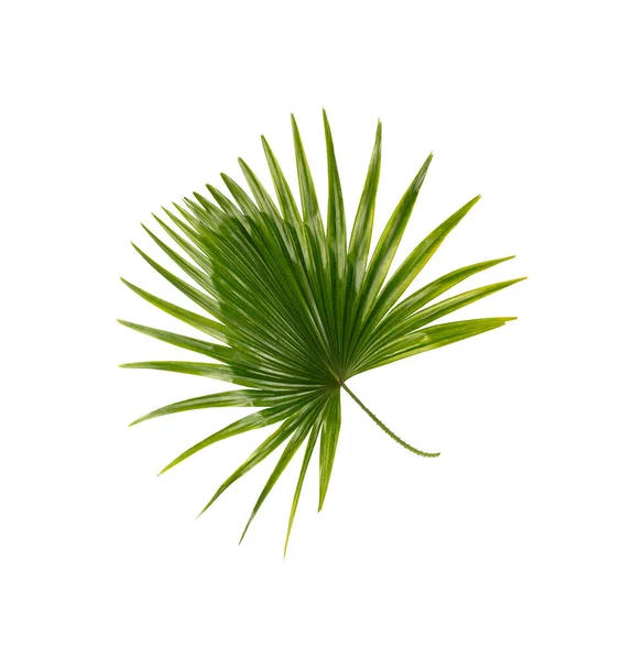 Grünes Blatt Der Palme Hintergrund — Stockfoto