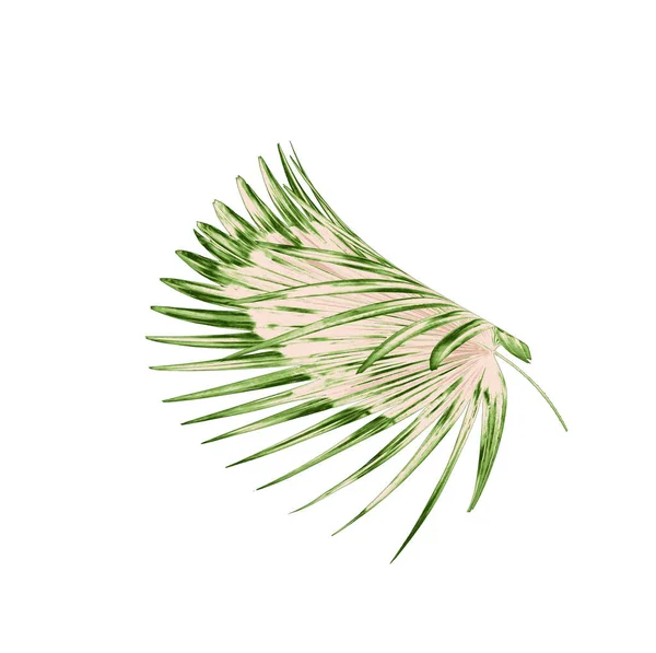 Πράσινα Φύλλα Φοίνικα Λευκό Φόντο — Φωτογραφία Αρχείου