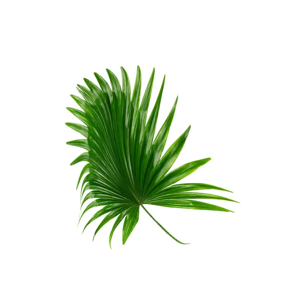 Grüne Blätter Der Palme Auf Weißem Hintergrund — Stockfoto