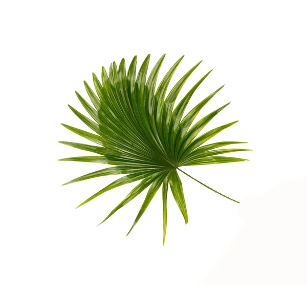 Hoja Verde Fondo Palmera — Foto de Stock