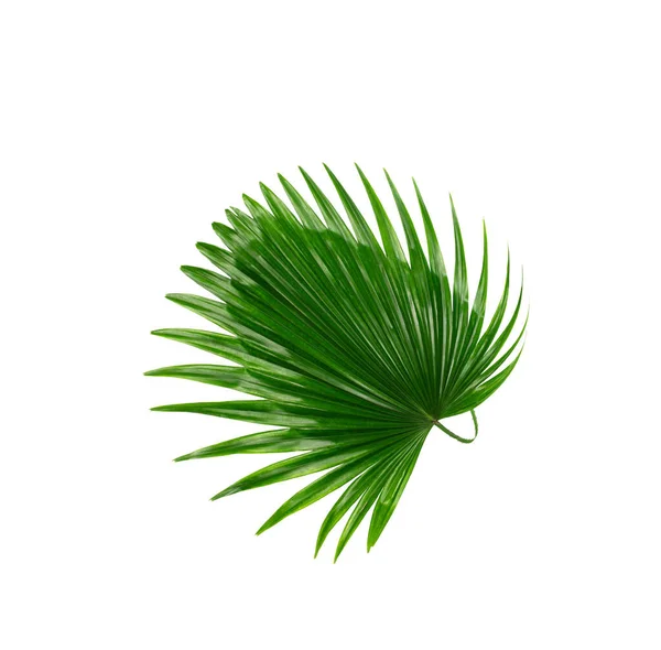 Grünes Blatt Der Palme Hintergrund — Stockfoto