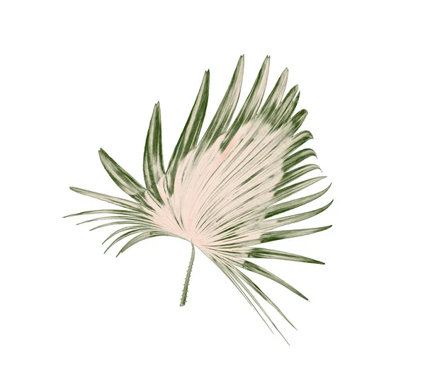Groene Bladeren Van Palmboom Witte Achtergrond — Stockfoto
