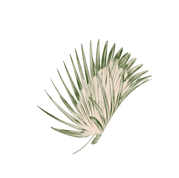 Folhas Verdes Palmeira Fundo Branco — Fotografia de Stock