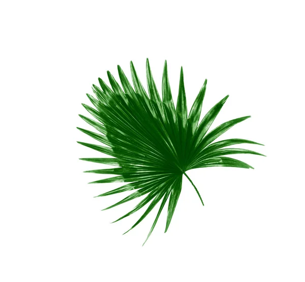 Gröna Blad Palm Vit Bakgrund — Stockfoto